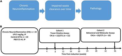 Chronic neuroinflammation impairs waste clearance in the rat brain